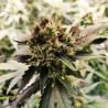 Green Gelato Strain - Royal Queen Seeds