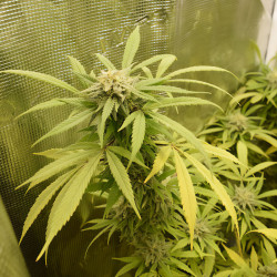 Green Gelato de Royal Queen Seeds en intérieur