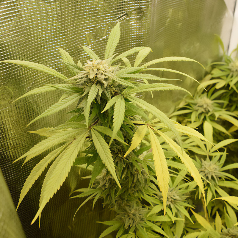 Green Gelato Strain - Royal Queen Seeds