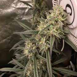Royal Medic CBD de Royal Queen Seeds en intérieur