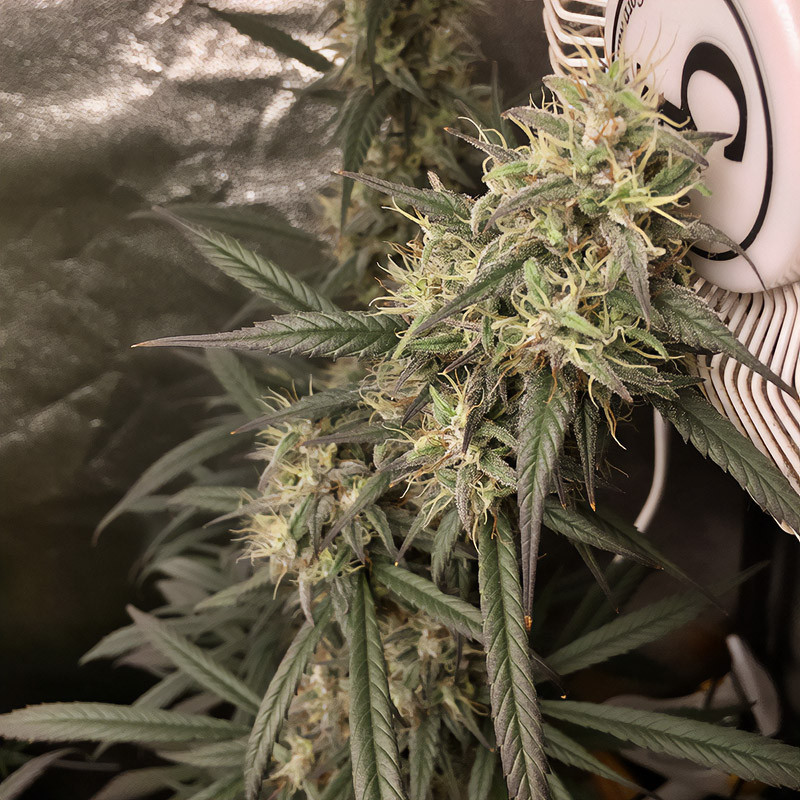 Royal Medic CBD Strain - Royal Queen Seeds Royal Medic CBD Strain - Royal Queen Seeds
