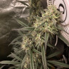 Royal Medic CBD Strain - Royal Queen Seeds