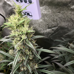 Royal Medic CBD de Royal Queen Seeds en floraison