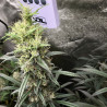 Royal Medic CBD Strain - Royal Queen Seeds