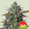GOAT'lato Auto Strain - Royal Queen Seeds (Tyson 2.0)