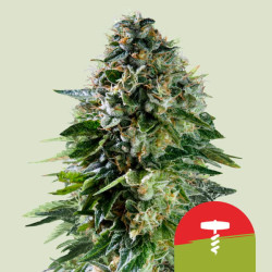 Corkscrew Auto de Royal Queen Seeds (Tyson 2.0)