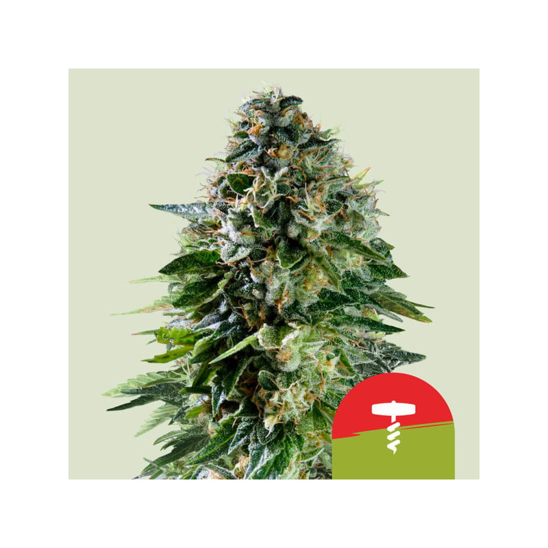 Corkscrew Auto Strain - Royal Queen Seeds (Tyson 2.0) Corkscrew Auto Strain - Royal Queen Seeds (Tyson 2.0)