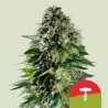 Corkscrew Auto Strain - Royal Queen Seeds (Tyson 2.0)