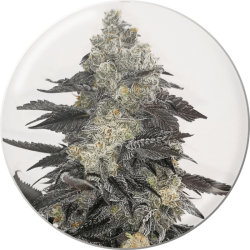 Plant de Pink Sherbert - Medical Seeds