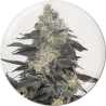 Pink Sherbert Strain - Medical Seeds