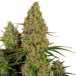 Plant de Sticky Orange XXL Auto