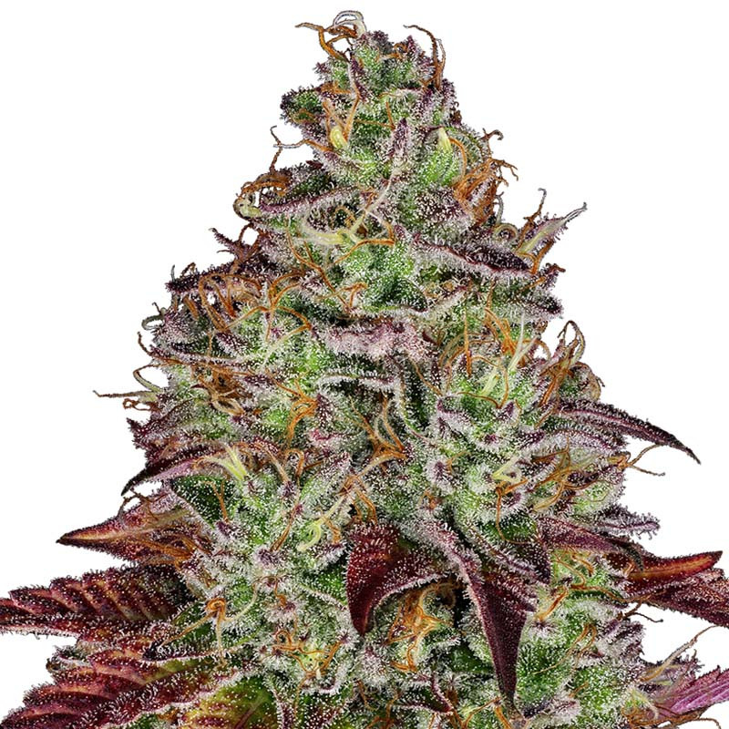 Tezla OG Strain - Sensi Seeds Tezla OG Strain - Sensi Seeds