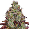 Tezla OG Strain - Sensi Seeds