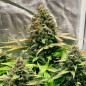 Syrup Banner XXL Auto - MDLG Seeds Syrup Banner XXL Auto - MDLG Seeds