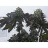 Purple Kush Strain - MDLG Seeds