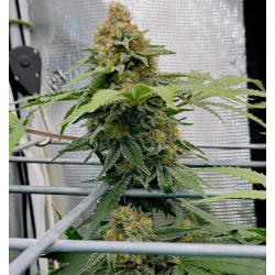 Pineapple Express Strain - MDLG Seeds