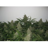 Pineapple Express Strain - MDLG Seeds