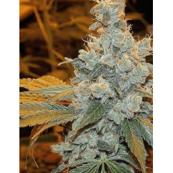 Sour Diesel Strain - MDLG Seeds