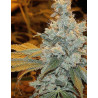 Sour Diesel Strain - MDLG Seeds
