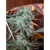Sour Diesel Strain - MDLG Seeds