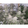 Sour Diesel Strain - MDLG Seeds