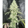 Sour Diesel Strain - MDLG Seeds