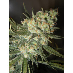 Green Crack Strain - MDLG Seeds