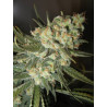Green Crack Strain - MDLG Seeds