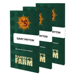 Graines de Gary Payton de Barney's Farm