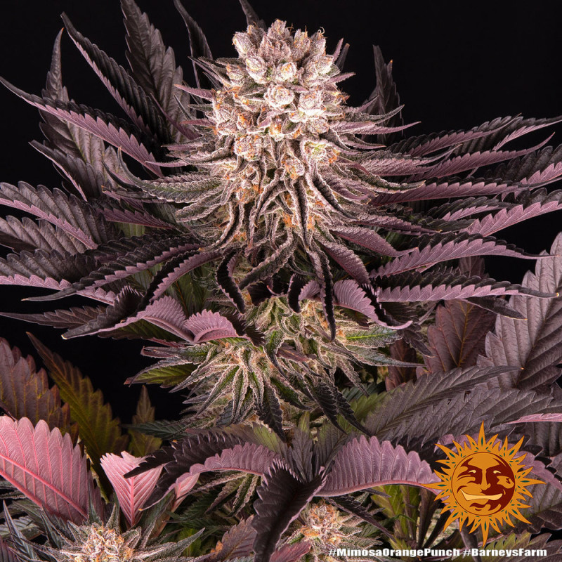 Mimosa x Orange Punch - Barney's Farm Mimosa x Orange Punch - Barney's Farm