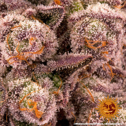 Trichrome de la Mimosa x Orange Punch