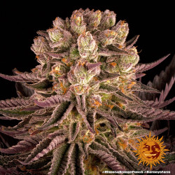 Plant de Mimosa x Orange Punch Barney's Farm