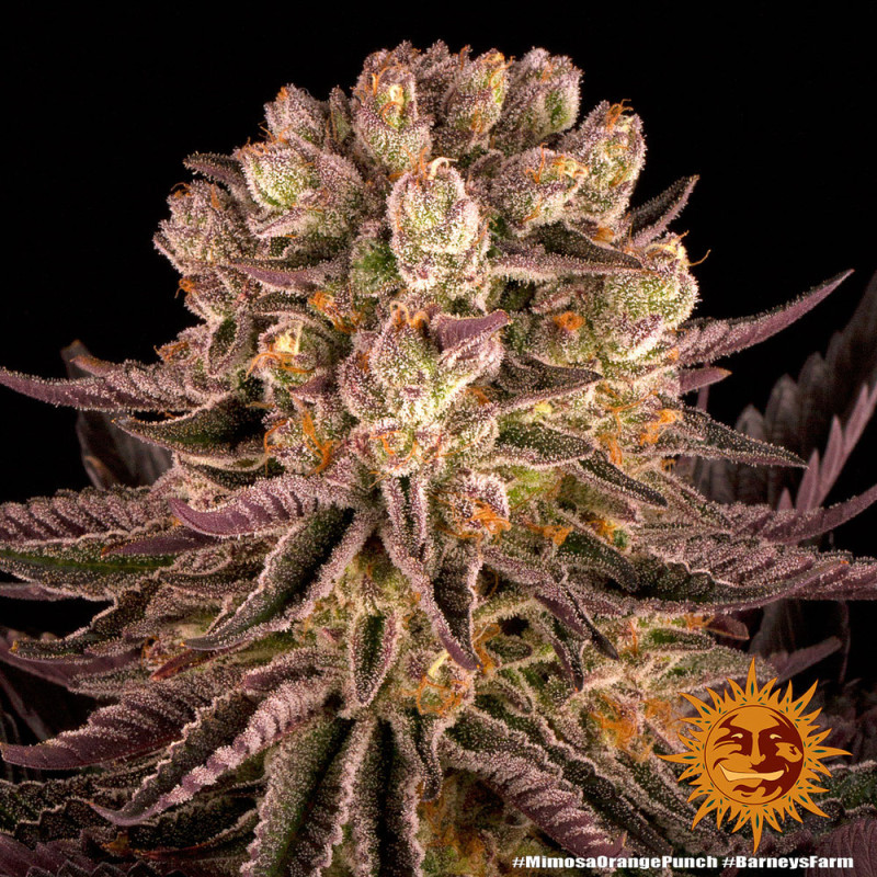 Mimosa x Orange Punch - Barney's Farm Mimosa x Orange Punch - Barney's Farm