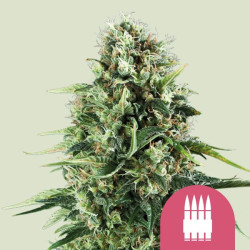 Plant de Royal AK Royal Queen Seeds