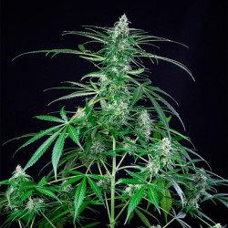 Plant de Royal AK en floraison