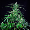 Royal-AK Strain - Royal Queen Seeds