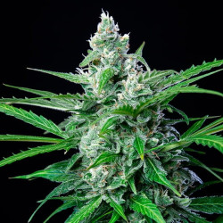 Plant de Royal AK de la banque Royal Queen Seeds