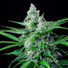 Royal-AK Strain - Royal Queen Seeds