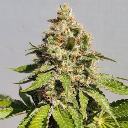 Plant de Royal AK féminisée en floraison
