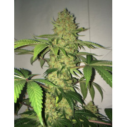 Moby Original Strain - MDLG Seeds