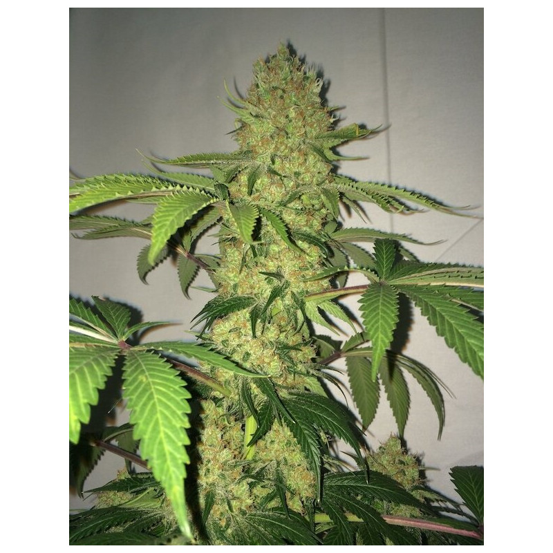 Moby Original Strain - MDLG Seeds Moby Original Strain - MDLG Seeds