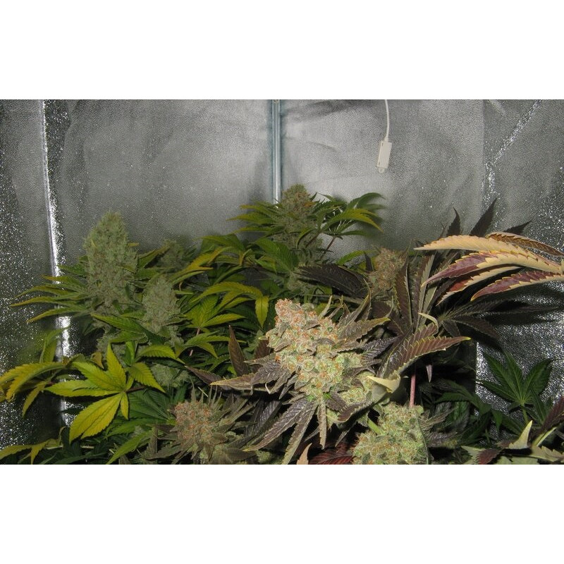 Moby Original Strain - MDLG Seeds Moby Original Strain - MDLG Seeds