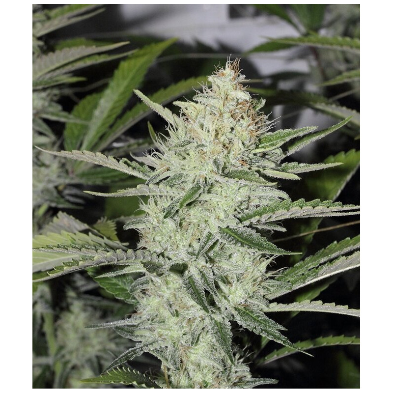 Moby Original Strain - MDLG Seeds Moby Original Strain - MDLG Seeds