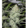 Moby Original Strain - MDLG Seeds