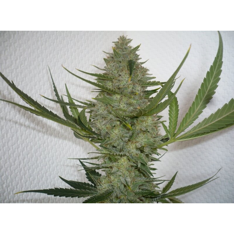 Moby Original Strain - MDLG Seeds Moby Original Strain - MDLG Seeds
