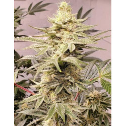 OG-Kush féminisée en extérieur