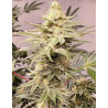 OG-Kush Strain - MDLG Seeds