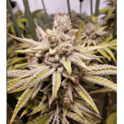 Og-Kush féminisée en floraison
