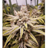 OG-Kush Strain - MDLG Seeds