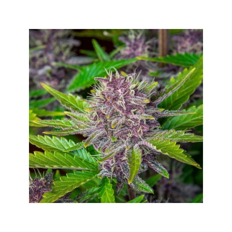 Purple Punch XXL Auto Strain - MDLG Seeds